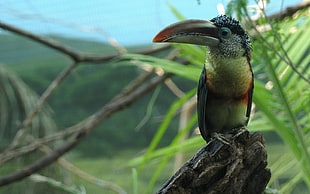close up photo of black and yellow Toucan on tree branch